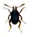 Scydmaeninae (Stenichnus scutellaris)