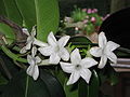 Stephanotis floribunda