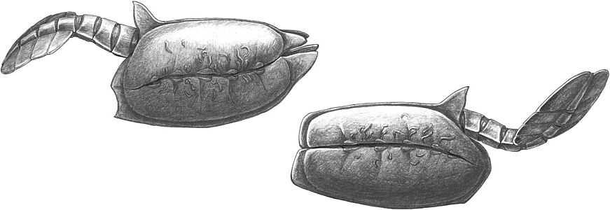 Reconstruction of V. cuneata and V. rectangulata, infested by Vermilituus gregarius