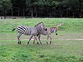 Zebras