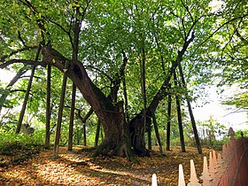 Naturdenkmal Centlinde