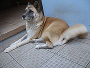 Akita inu shanna