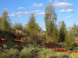 Allocasuarina decaisneana fák Közép-Ausztráliában