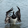 17. Apácalúd (Branta leucopsis) — Finnország, Helsinki (javítás)/(csere)