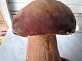 Ízletes vargánya (Boletus edulis)