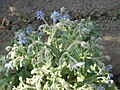 (Borago officinalis)