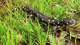 Ambystoma californiense