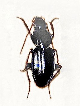 Pterostichus nicaeensis