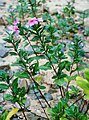 Madagaskar-Immergrün (Catharanthus roseus)