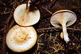 Lepista sin. Clitocybe flaccida