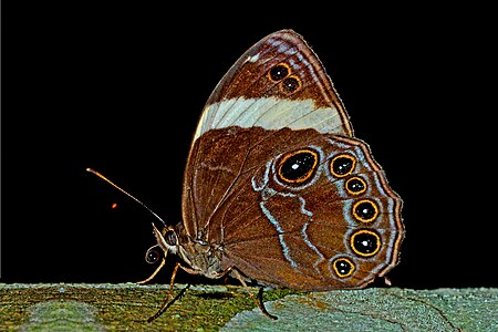 Ventral view