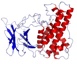 Phospholipase C