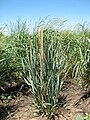 A genetically dwarfed intermediate wheatgrass plant