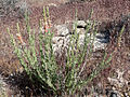 Gaura coccinea