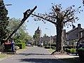 Gate for Queen's Day