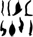 Silhouettes of bodies of 8 species of polyopisthocotylean monogeneans, all asymmetrical