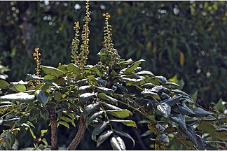 A flowering branch of Mahonia leschenaultii