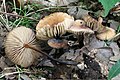 Marasmius cohaerens