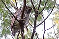 Powerful owl