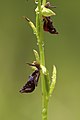 Ophrys insectifera