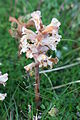 Orobanche minor