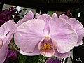 Phalaenopsis grex abendrot