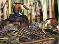 Haubentaucher (Podiceps cristatus)