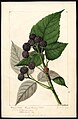 Black raspberry — watercolor, 1893