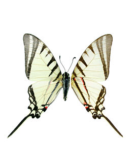 Protographium agesilaus