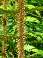 Ramenta on the fern's rachis