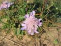 Scabiosa columbaria on the german island Hiddensee, Photo by Kristian Peters