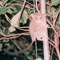 Tarsius tarsier