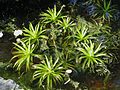 Stratiotes aloides young leaves