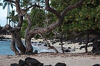 Tree heliotrope grove in Hawaii