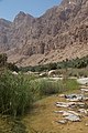 Pennisetum setaceum grass in Wadi Tiwi