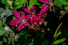 Clematis growing at Carmen Pabón del Amanecer Jardín