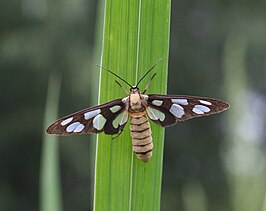 Amata germana