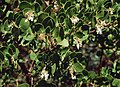 Arctostaphylos patula