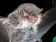 Gray bat