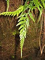 Asplenium onopteris