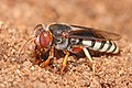 Sand wasp digging its nest