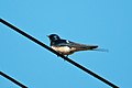 Hirundo rustica