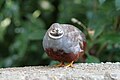 Button Quail