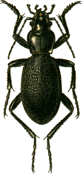 Carabus brandti