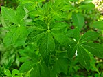 Leaf of Cleome viscosa