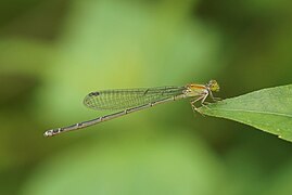 Pseudagrion sp.