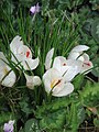 Crocus cartwrightianus 'Albus'