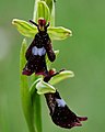 Fliegen-Ragwurz (Ophrys insectifera)