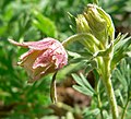 Geum triflorum