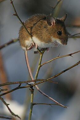 Sárganyakú erdeiegér (Apodemus flavicollis)